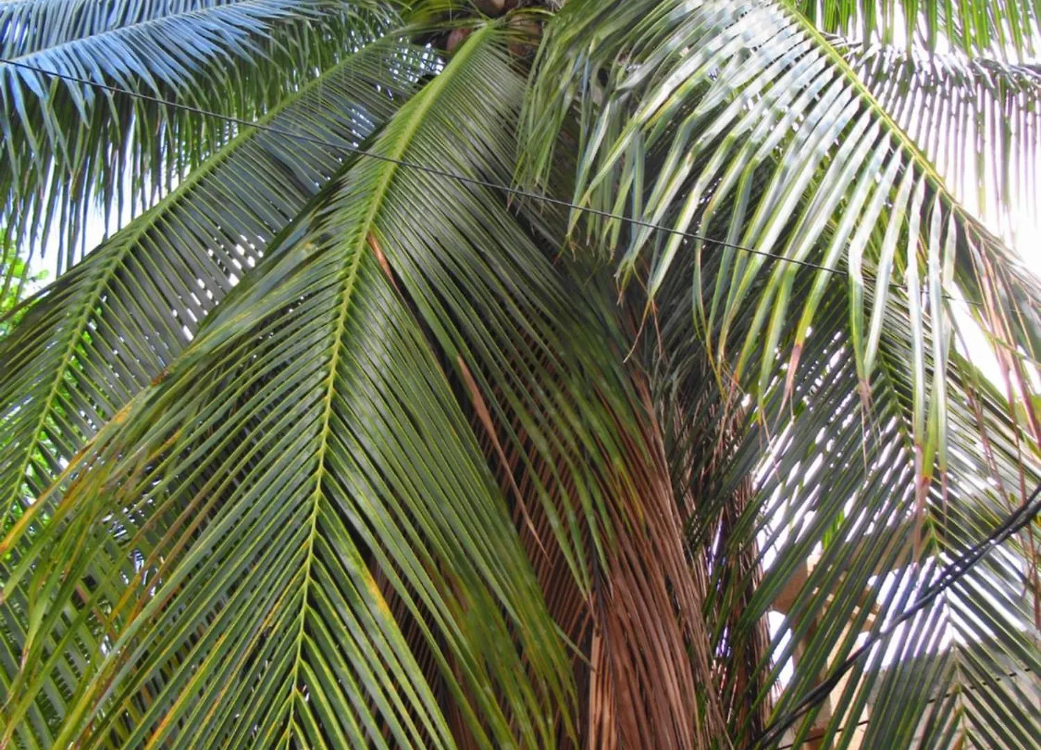 דירות קנקון Cocos