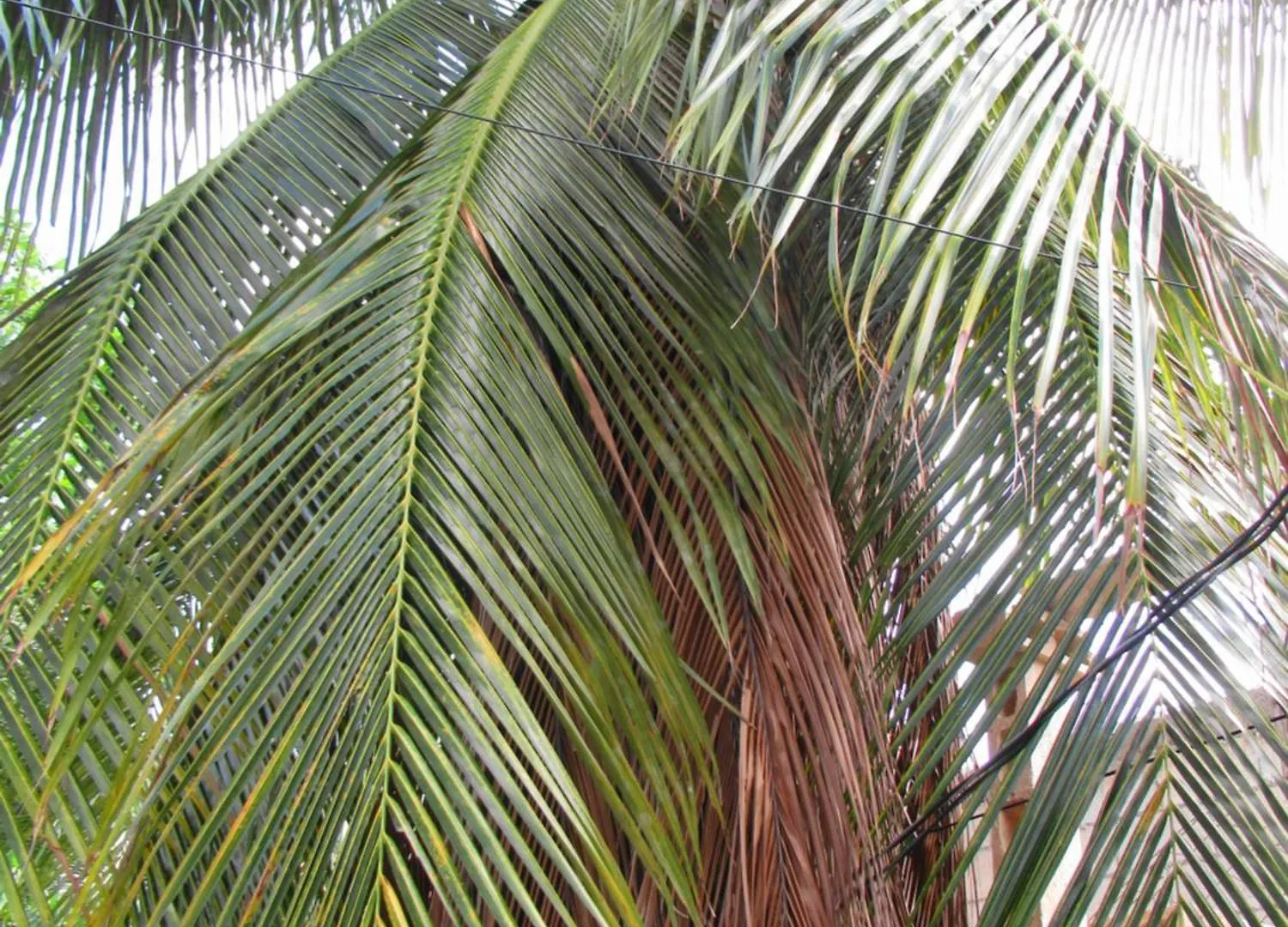 דירות קנקון Cocos